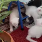 قطط اسكوتش صغيرة للبيع