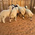 نعيم