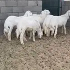 7 خرفان جبرات كفو شي ناهي ومسكت ( تم البيع )