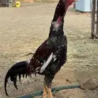 ديك سندي بيور من نسل ابو ريتاج