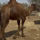 للبيع جمل احمر دم ساحلي مشروط كفوو