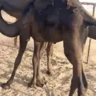 قعدان للبيع