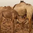 ناقه للبيع خلفه