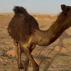 خلفه شاق تحتها قعود