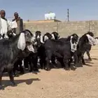 جذعات عوارض فااخره