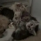 قطط للتبني