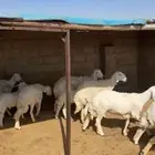 غنم حريات