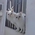 مفقود