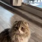 قط جميل ماشاء الله للبيع