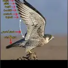 مطلوببب باشق شبوط جليميه مارلين