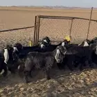 جفرات عوراض صنف(تم البيع)