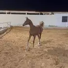مهر واهو فاخر
