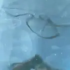سمك