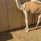 بكره وضحا باتليه