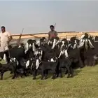 مراح عوارض صنف فاااخره