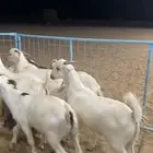 تيوس بيشيه ذبايح