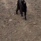 تيس