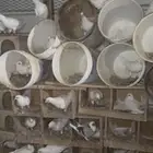 حمام فرنسي