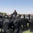 مراح عوارض دفيع فحص سونار شرط .