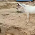 تيس ذبيحة