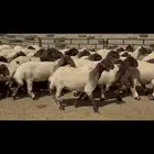 جذعات نعيم مقاني