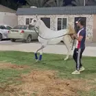مهر واهو فاخر
