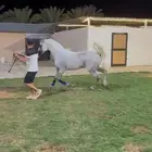 حصان ولد الاكساندر