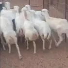 رفيد وحري