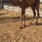 قعود خوار