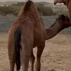 قعود سمين مبدا ولا كرامه