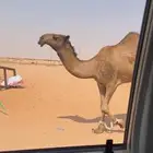 للبيع قعود دبياني لقي