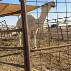 للبيع بعير ثني باتلي