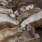 نبحث عن حوش لليجار لبيع الاغنام