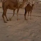 خلفة ساحلية مصغر ومعها بكره