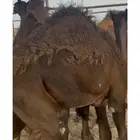 قعود قصب عمره 4شهور