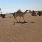 قعود