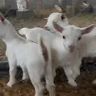 ماعز قزمي
