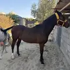 خيل للبيع هادي لا يعض ولا يصقل وصحه شرط