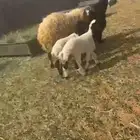 غنم نعيم طيبه للبيع