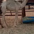 بكره قصب العمر 9 شهور والبيع سمح بذن الله موقع الرحمانيه