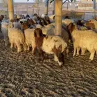 نعيم