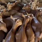 تيوس للبيع