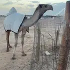 للبيع قعود باتلي على بعير العبسي