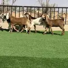 جفرات مشاريك خصمم منوة القناي