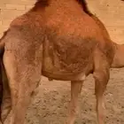 حاشي بلدي زبده للبيع