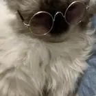 قط همالايا ذكر