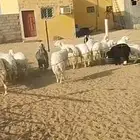 غنم حريات عددها 21 بالفحل فيها دفيع وبعضها توها مقرعه