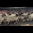 غنم نعيم دفيع