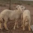 فحول طيبه
