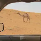 قعود اصفر رماني